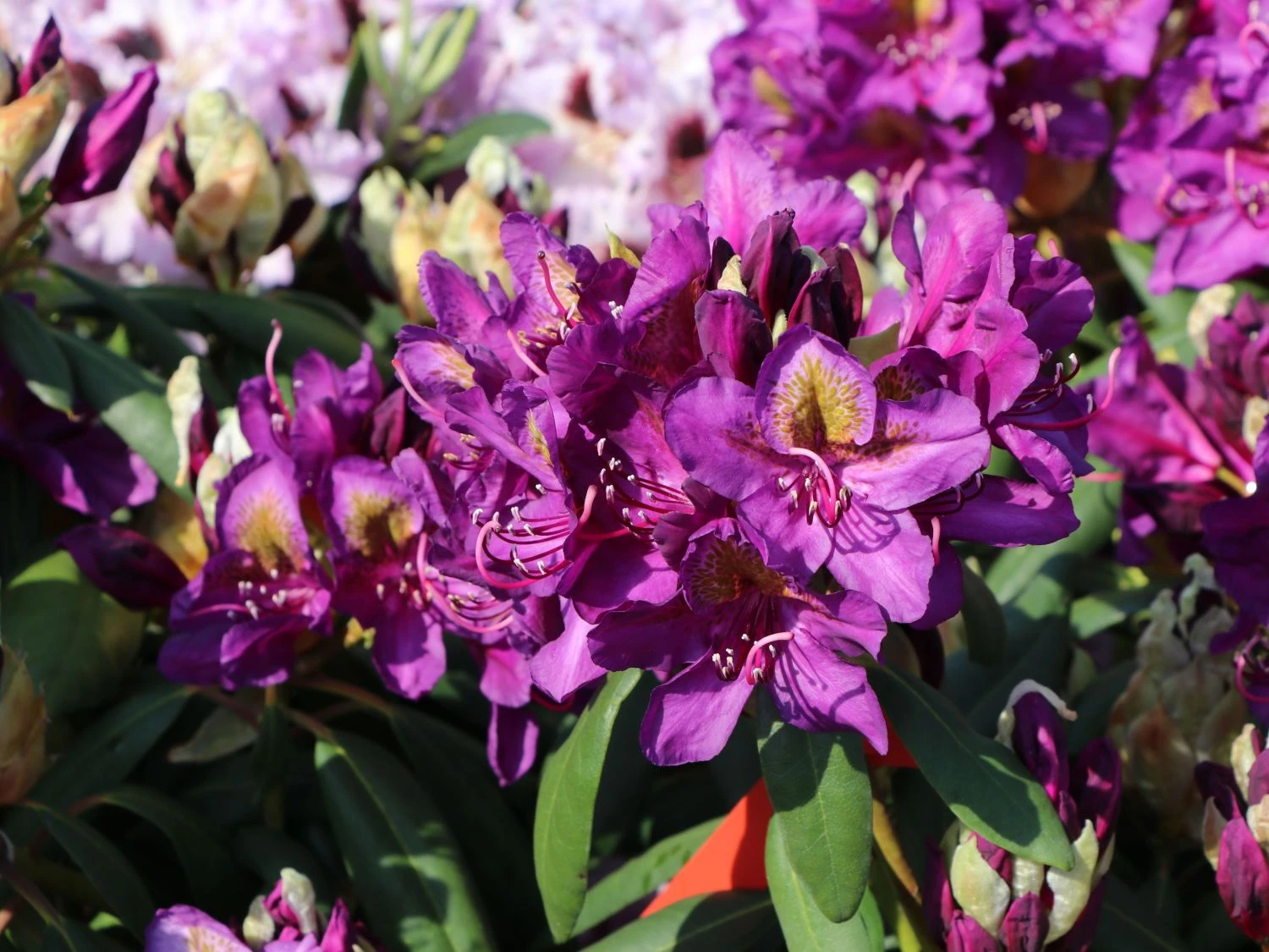 Rhododendron 'Marcel Menard' 4 Rhododendron 'Marcel Menard' – Bild 2