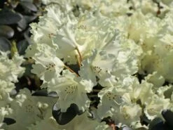 Rhododendron 'Marietta' -Günstiges Erd Seele Geschäft rhododendron marietta m003988 w 0