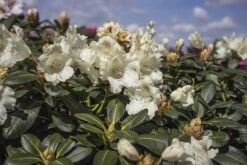 Rhododendron 'Marietta' -Günstiges Erd Seele Geschäft rhododendron marietta m003988 w 1