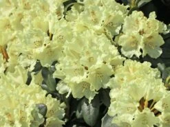 Rhododendron 'Marietta' -Günstiges Erd Seele Geschäft rhododendron marietta m003988 w 2