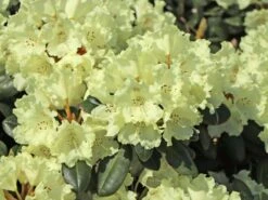 Rhododendron 'Marietta' -Günstiges Erd Seele Geschäft rhododendron marietta m003988 w 3