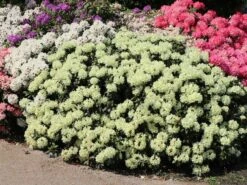 Rhododendron 'Marietta' -Günstiges Erd Seele Geschäft rhododendron marietta m003988 w 4