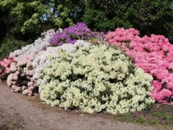 Rhododendron 'Marietta' -Günstiges Erd Seele Geschäft rhododendron marietta m003988 w 5
