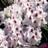Rhododendron 'Marsalla' -Günstiges Erd Seele Geschäft rhododendron marsalla m003760 h 0