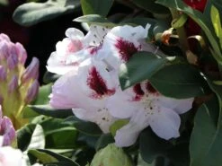 Rhododendron 'Marsalla' -Günstiges Erd Seele Geschäft rhododendron marsalla m003760 w 3