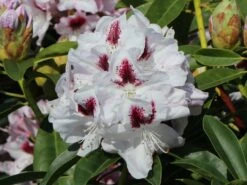 Rhododendron 'Marsalla' -Günstiges Erd Seele Geschäft rhododendron marsalla m003760 w 4