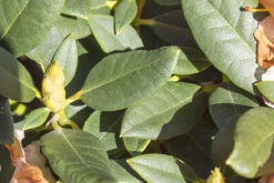 Rhododendron 'Marylou' -Günstiges Erd Seele Geschäft rhododendron marylou m008967 w 1