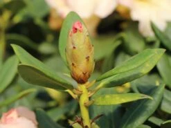 Rhododendron 'Marylou' -Günstiges Erd Seele Geschäft rhododendron marylou m008967 w 4