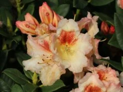 Rhododendron 'Marylou' -Günstiges Erd Seele Geschäft rhododendron marylou m008967 w 5