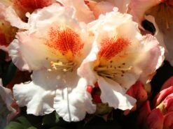 Rhododendron 'Marylou' -Günstiges Erd Seele Geschäft rhododendron marylou m008967 w 6