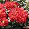 Rhododendron 'Maskarill' -Günstiges Erd Seele Geschäft rhododendron maskarill m004082 h 0