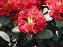 Rhododendron 'Maskarill' -Günstiges Erd Seele Geschäft rhododendron maskarill m004082 w 0