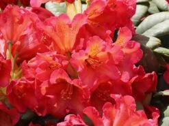 Rhododendron 'Maskarill' -Günstiges Erd Seele Geschäft rhododendron maskarill m004082 w 1