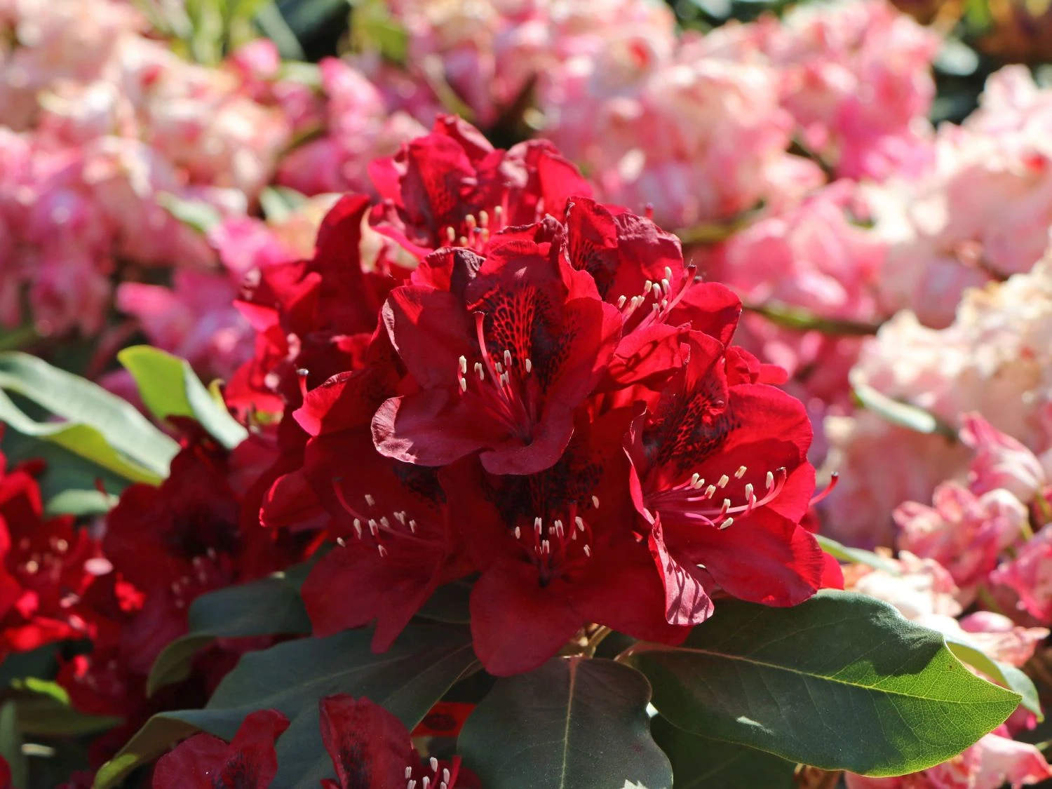 Rhododendron 'Matador' 7 Rhododendron 'Matador' – Bild 5