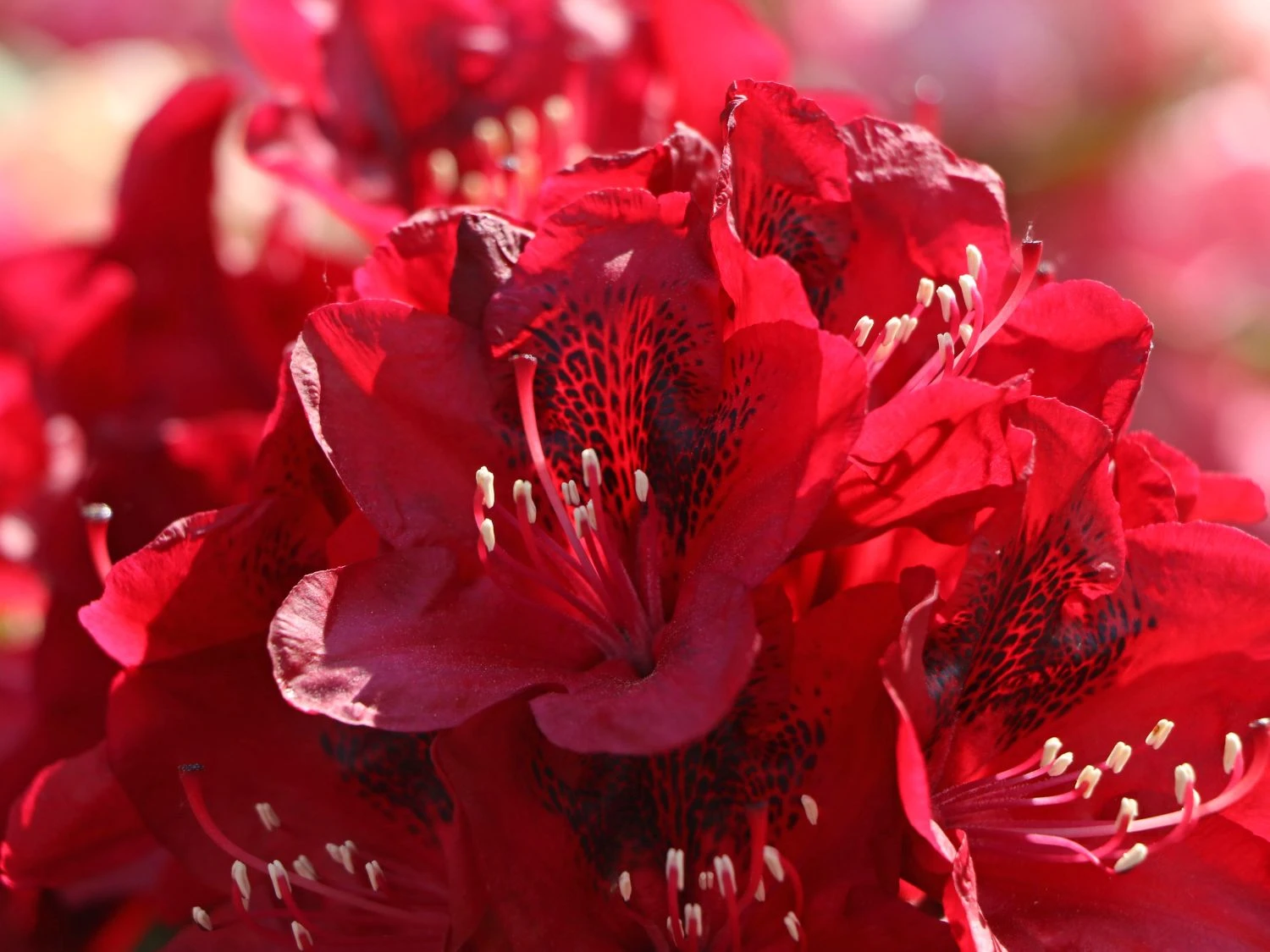 Rhododendron 'Matador' 10 Rhododendron 'Matador' – Bild 8