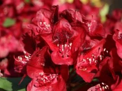 Rhododendron 'Matador' 17 Rhododendron 'Matador' -Günstiges Erd Seele Geschäft rhododendron matador m096443 w 3