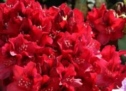 Rhododendron 'Matador' 16 Rhododendron 'Matador' -Günstiges Erd Seele Geschäft rhododendron matador m096443 w 4