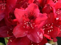 Rhododendron 'Matador' 19 Rhododendron 'Matador' -Günstiges Erd Seele Geschäft rhododendron matador m096443 w 5