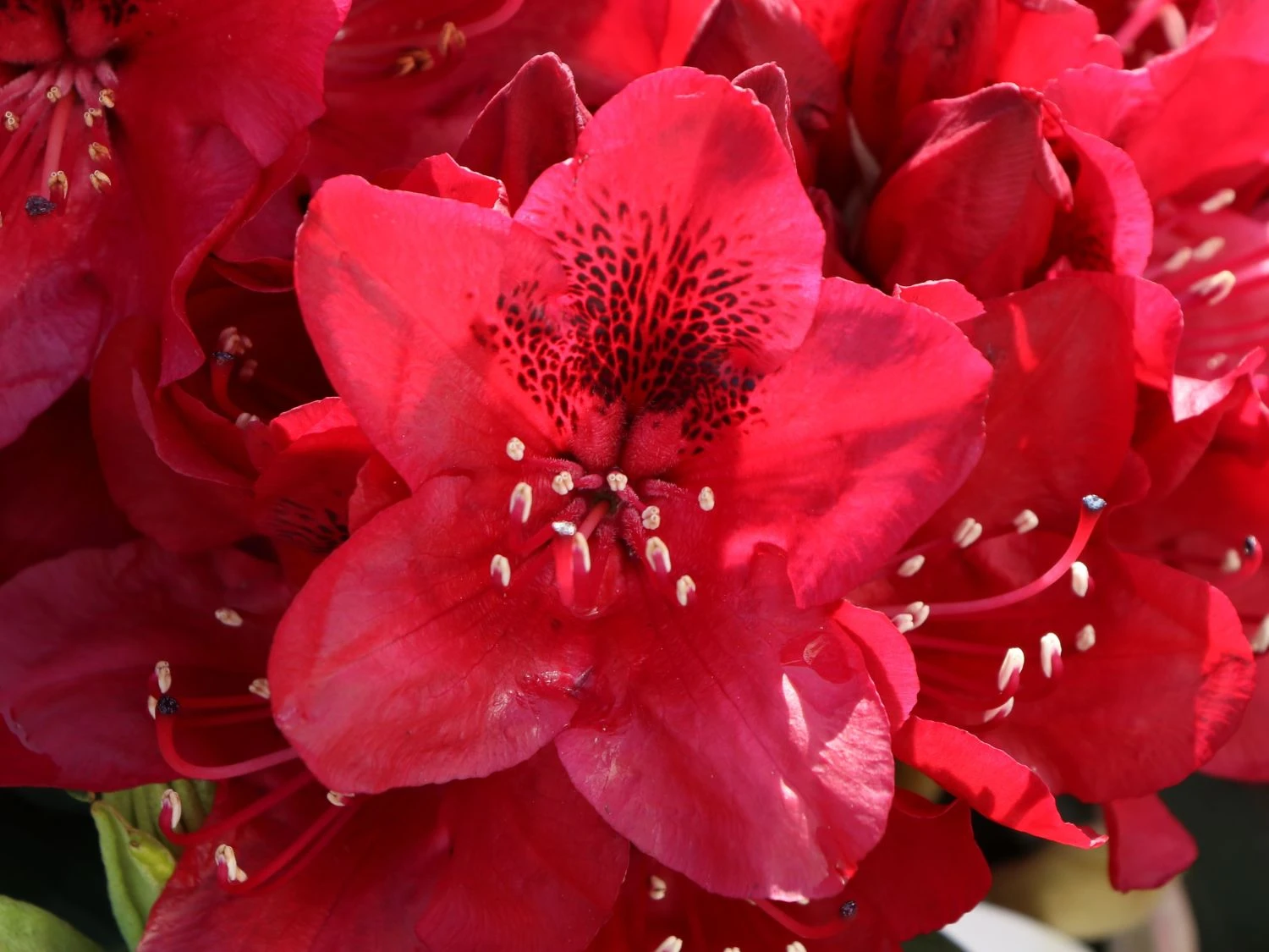 Rhododendron 'Matador' 11 Rhododendron 'Matador' – Bild 9