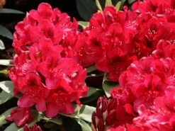 Rhododendron 'Matador' 14 Rhododendron 'Matador' -Günstiges Erd Seele Geschäft rhododendron matador m096443 w 6