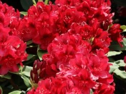 Rhododendron 'Matador' 13 Rhododendron 'Matador' -Günstiges Erd Seele Geschäft rhododendron matador m096443 w 7