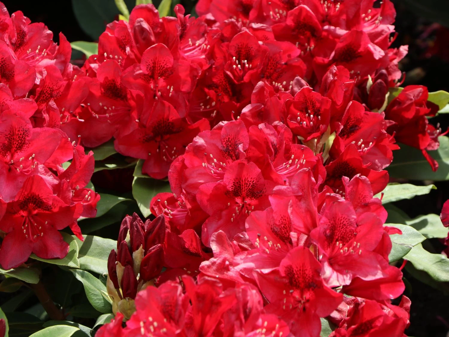 Rhododendron 'Matador' 5 Rhododendron 'Matador' – Bild 3