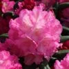 Rhododendron 'Mazurka' 2 Rhododendron 'Mazurka' -Günstiges Erd Seele Geschäft rhododendron mazurka m003782 h 0