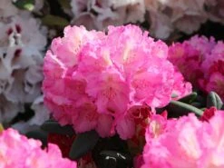 Rhododendron 'Mazurka' 11 Rhododendron 'Mazurka' -Günstiges Erd Seele Geschäft rhododendron mazurka m003782 w 0