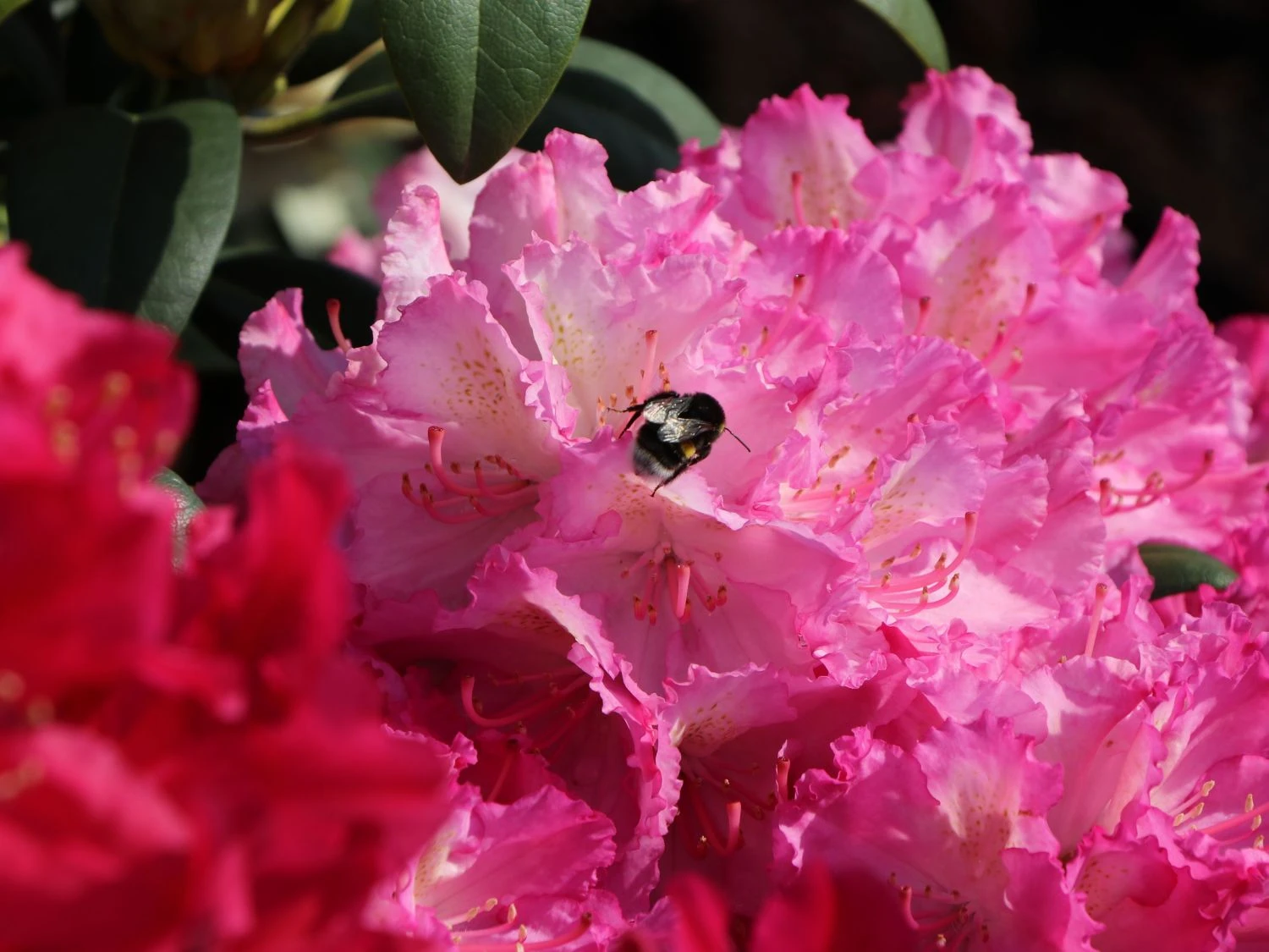 Rhododendron 'Mazurka' 5 Rhododendron 'Mazurka' – Bild 3