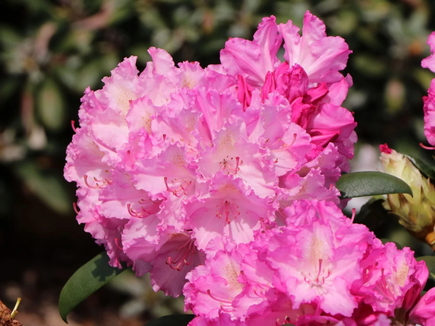 Rhododendron 'Mazurka' 4 Rhododendron 'Mazurka' – Bild 2