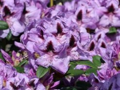 Rhododendron 'Metallica'