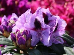 Rhododendron 'Metallica' -Günstiges Erd Seele Geschäft rhododendron metallica m080481 w 2