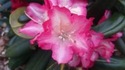 Rhododendron 'Minikin' -Günstiges Erd Seele Geschäft rhododendron minikin m003992 80497 0