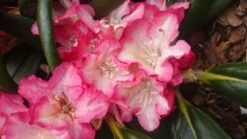 Rhododendron 'Minikin' -Günstiges Erd Seele Geschäft rhododendron minikin m003992 80497 1