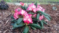 Rhododendron 'Minikin' -Günstiges Erd Seele Geschäft rhododendron minikin m003992 80497 2