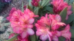 Rhododendron 'Minikin' -Günstiges Erd Seele Geschäft rhododendron minikin m003992 80497 4