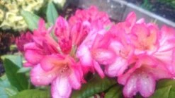 Rhododendron 'Minikin' -Günstiges Erd Seele Geschäft rhododendron minikin m003992 80497 6