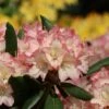 Rhododendron 'Minikin' -Günstiges Erd Seele Geschäft rhododendron minikin m003992 h 0