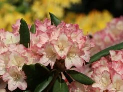 Rhododendron 'Minikin'
