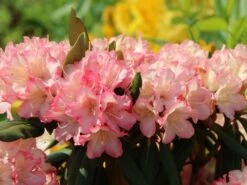 Rhododendron 'Minikin' -Günstiges Erd Seele Geschäft rhododendron minikin m003992 w 1