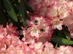 Rhododendron 'Minikin' -Günstiges Erd Seele Geschäft rhododendron minikin m003992 w 2