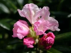 Rhododendron 'Mist Maiden' -Günstiges Erd Seele Geschäft rhododendron mist maiden m003994 w 0