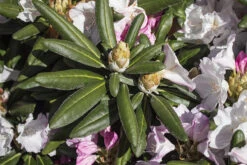 Rhododendron 'Mist Maiden' -Günstiges Erd Seele Geschäft rhododendron mist maiden m003994 w 3