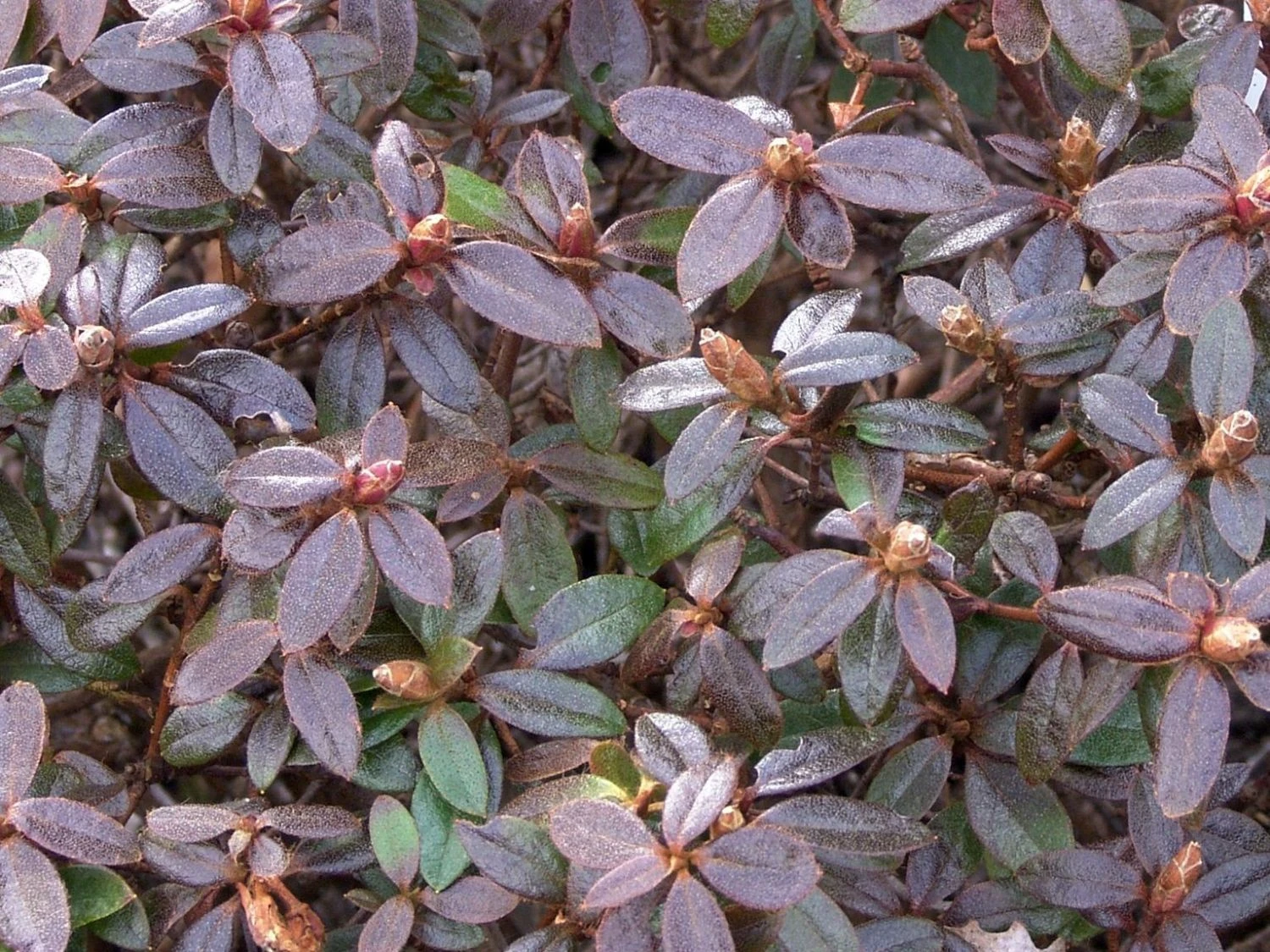 Rhododendron 'Moerheim' 5 Rhododendron 'Moerheim' – Bild 3
