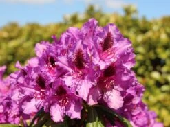 Rhododendron 'Mogambo' -Günstiges Erd Seele Geschäft rhododendron mogambo m008977 w 0