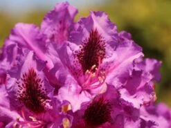 Rhododendron 'Mogambo' -Günstiges Erd Seele Geschäft rhododendron mogambo m008977 w 1