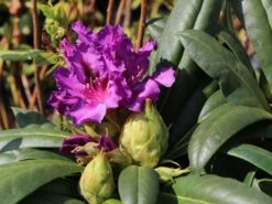 Rhododendron 'Mogambo' -Günstiges Erd Seele Geschäft rhododendron mogambo m008977 w 2