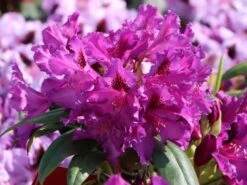 Rhododendron 'Mogambo' -Günstiges Erd Seele Geschäft rhododendron mogambo m008977 w 5