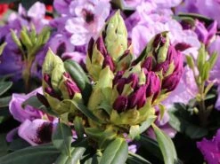 Rhododendron 'Mogambo' -Günstiges Erd Seele Geschäft rhododendron mogambo m008977 w 6