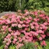 Rhododendron 'Morgenrot' -Günstiges Erd Seele Geschäft rhododendron morgenrot m002370 h 0